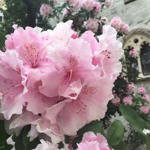 Meet your Posher, Isabella